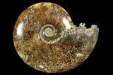 Polished, Agatized Ammonite (Cleoniceras) - Madagascar #78344-1